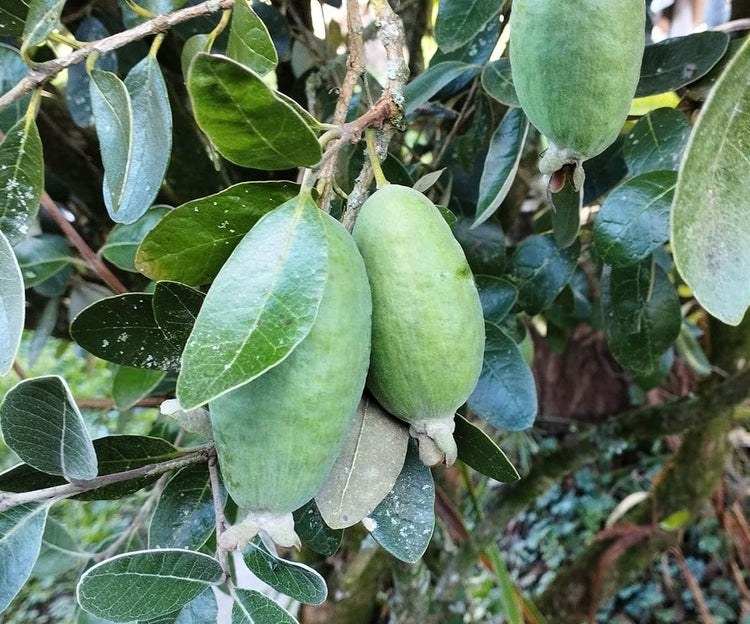 Feijoa
