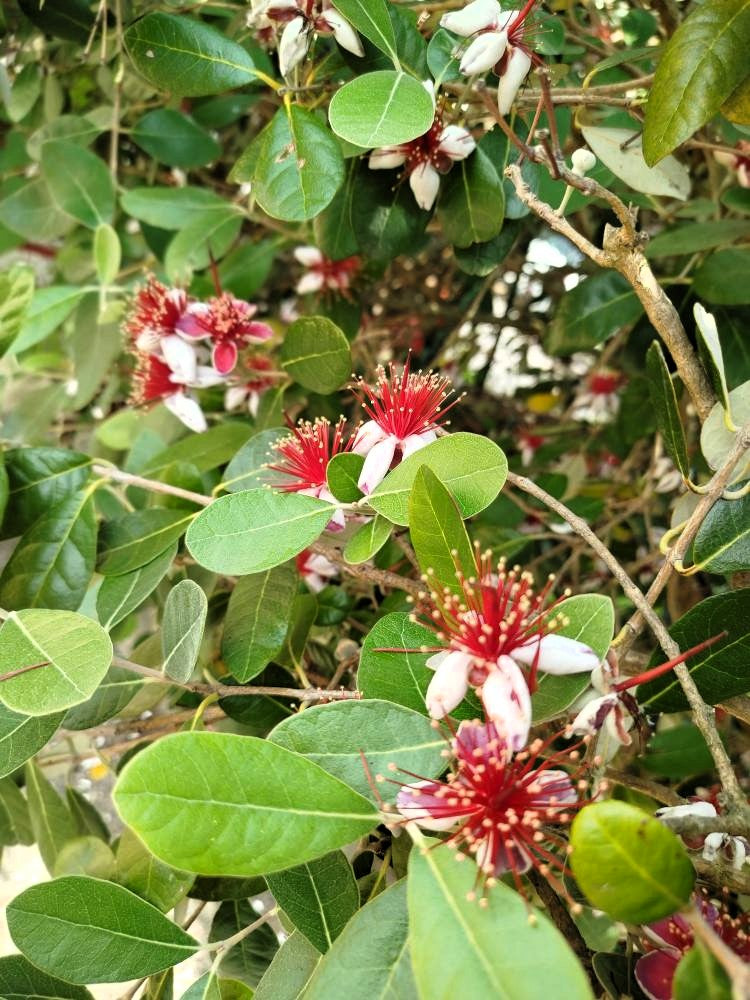 Feijoa de semis
