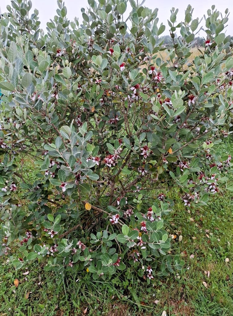Feijoa de semis