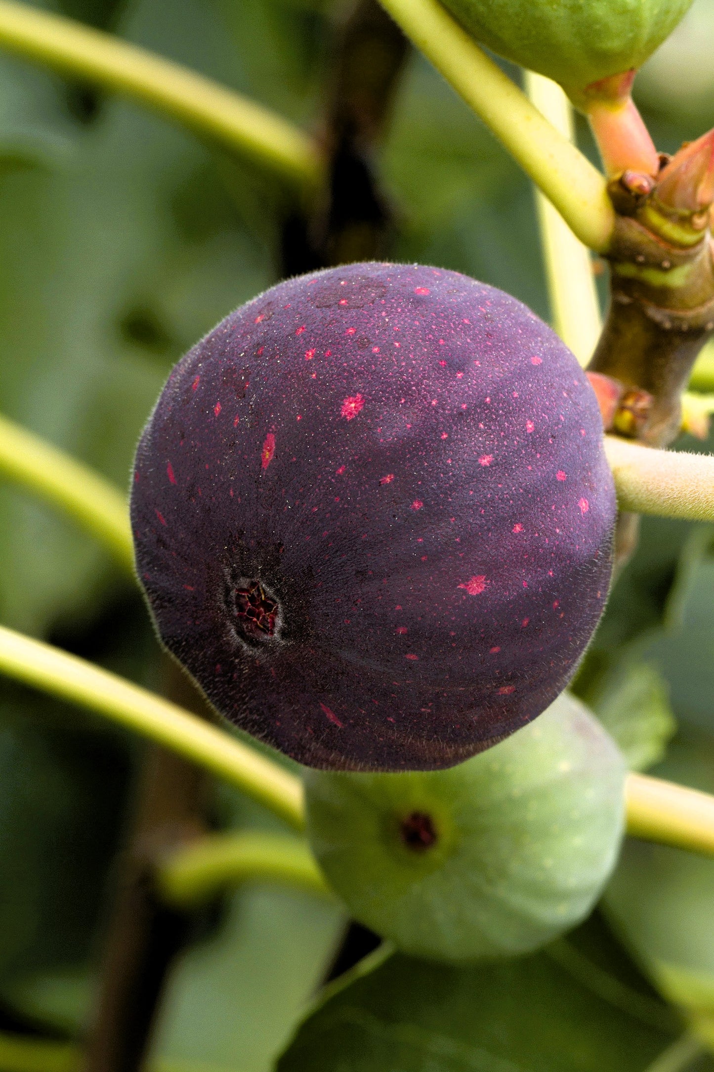 Figuier - Palmata