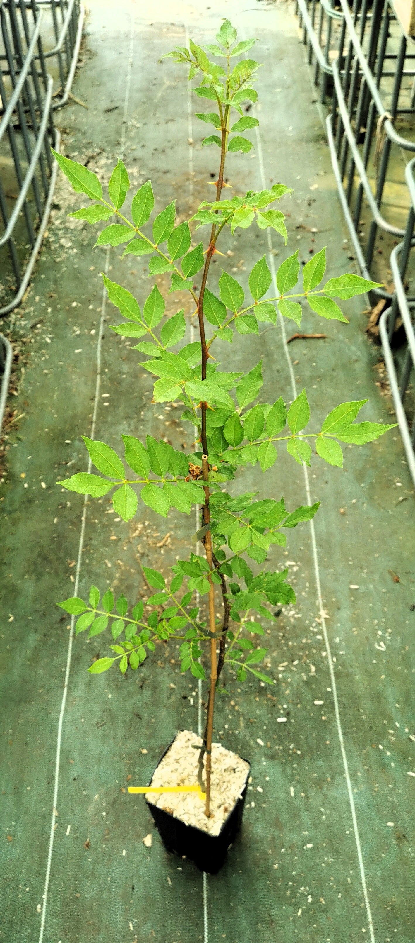 Poivrier du Sichuan