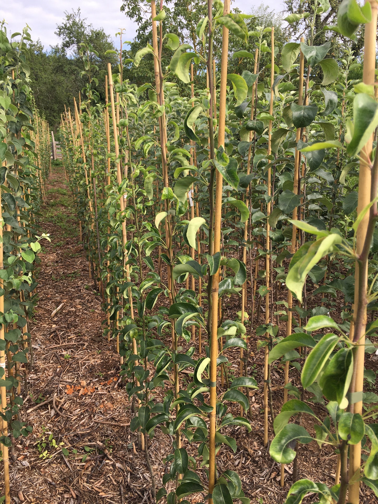 Poirier - Packham's Triumph