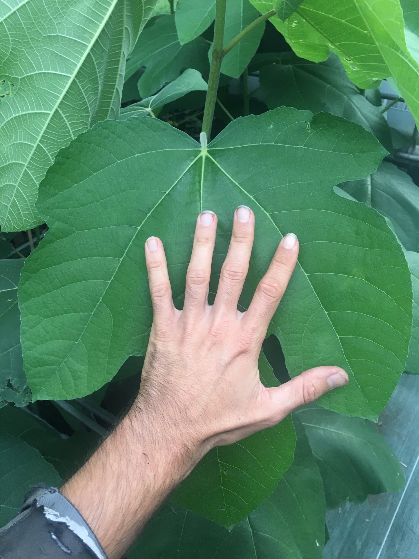 Figuier - Palmata