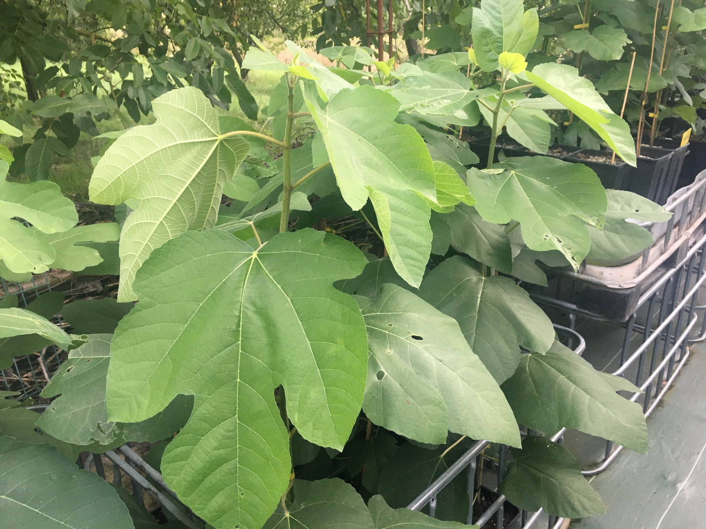 Figuier - Palmata