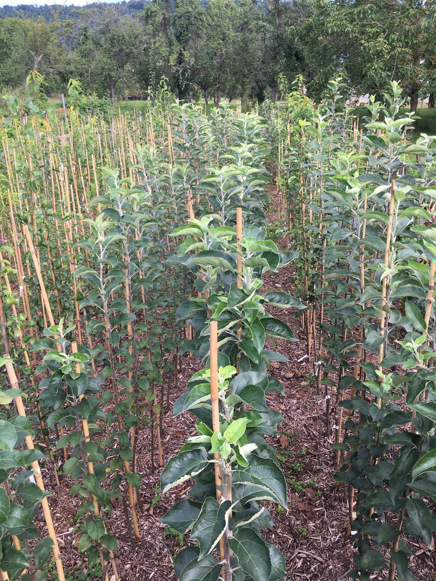 Pommier - Rambour d'hiver