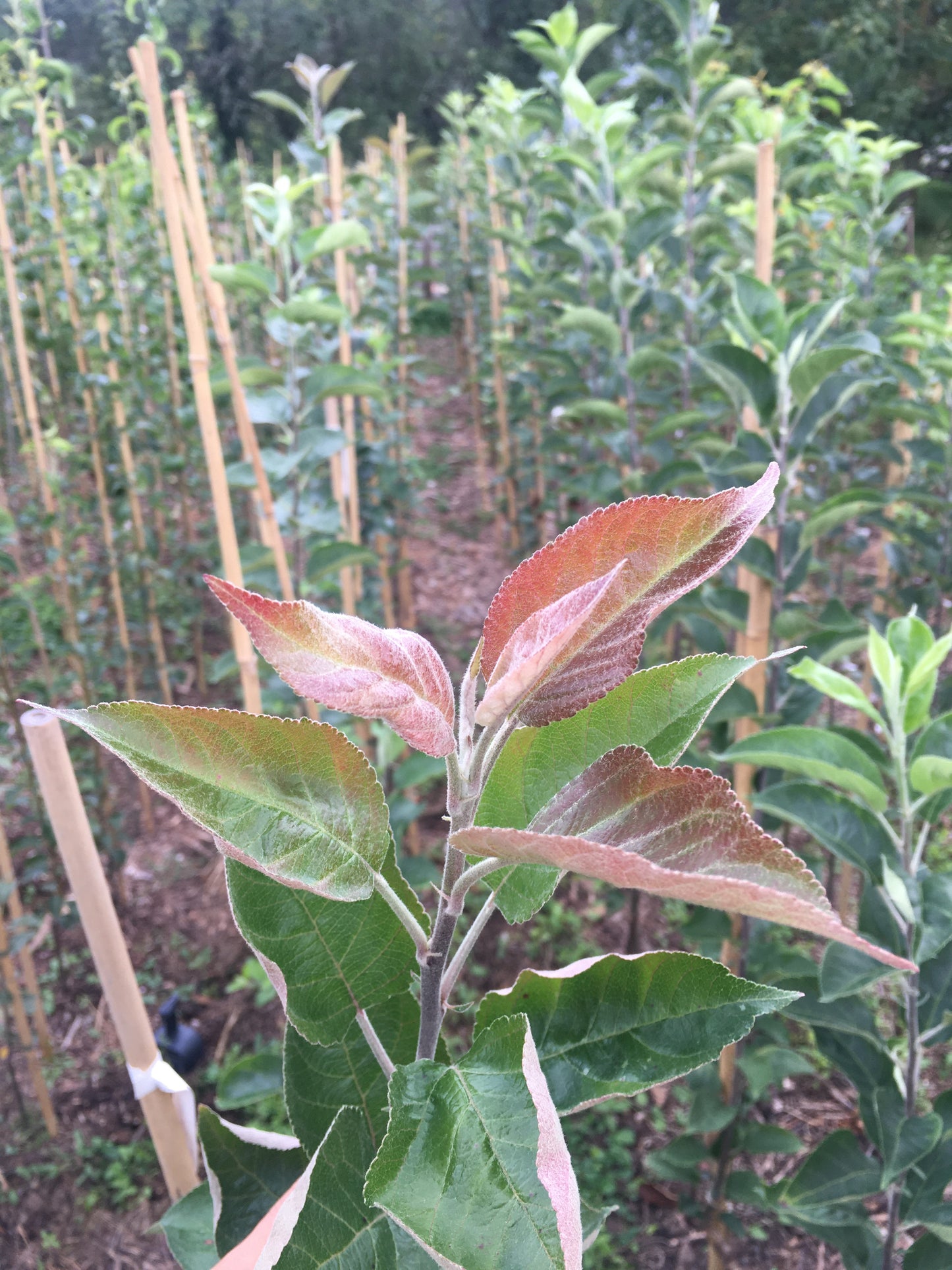 Pommier à chair rouge - Grenadine