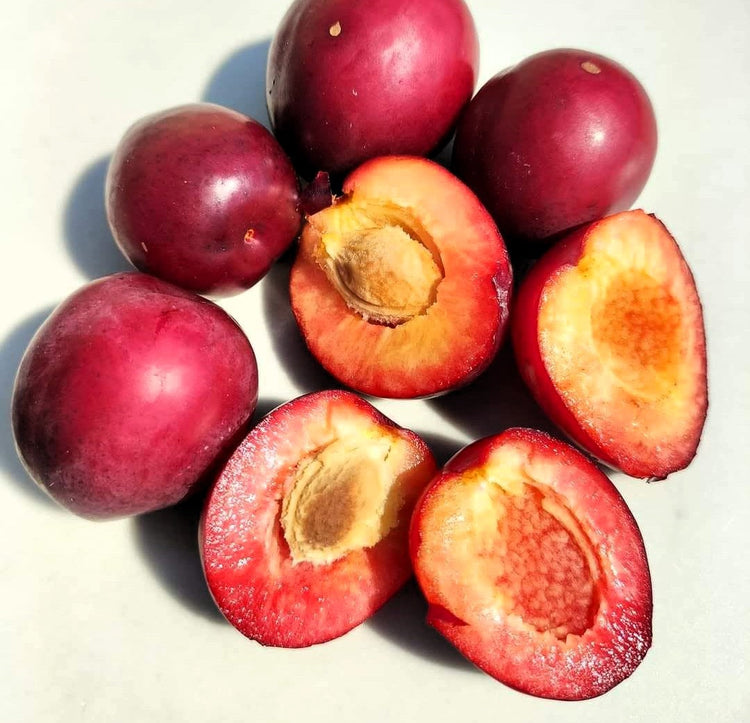 Prumixs™ - Hybrides prune-abricot
