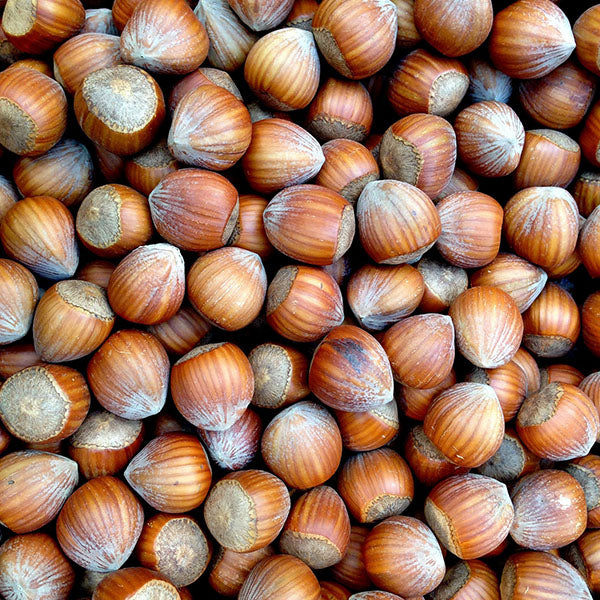 Noisetiers à gros fruits