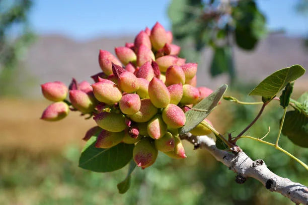 Pistachiers