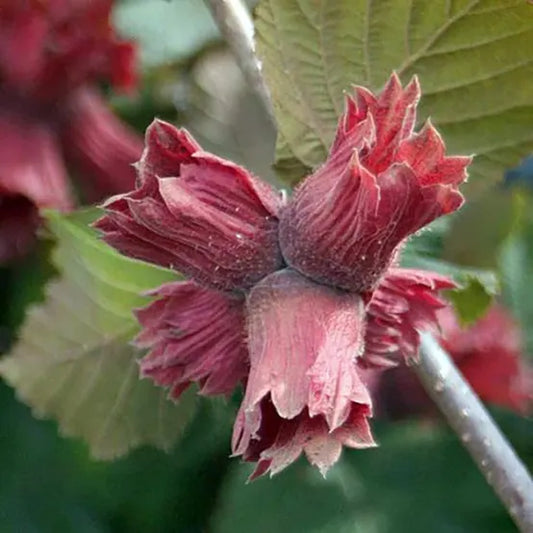 Noisetier à gros fruits - De Lambert (rouge)