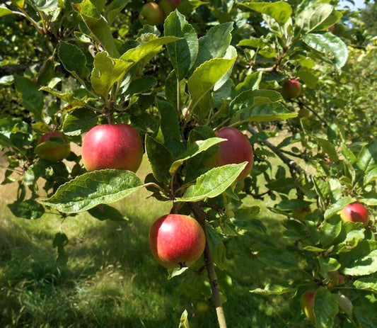 Pommier - Ligita