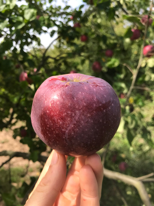 Pommier - Framboise d'Oberland