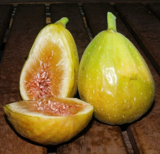 Figuier - Goutte d'or