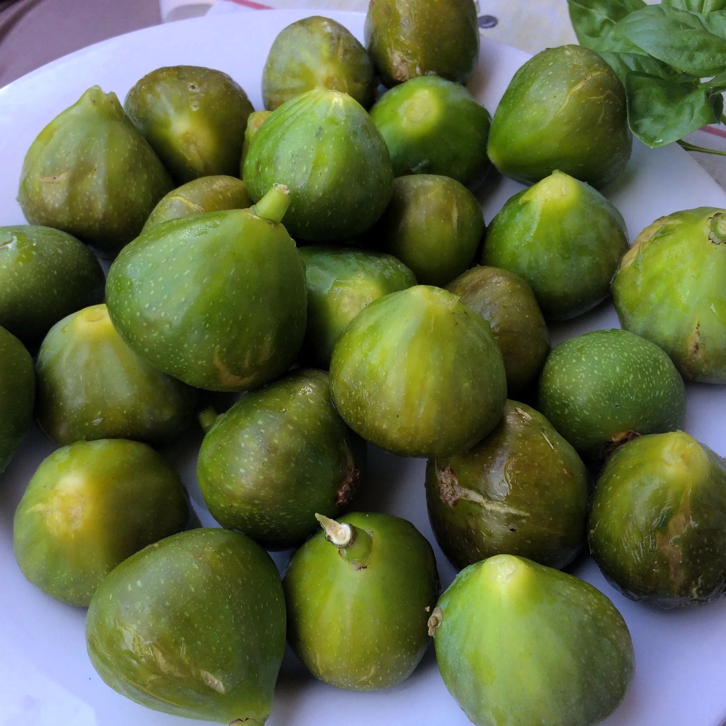 Figuier - Gustis ficcolino (nain)