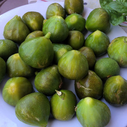Figuier - Gustis ficcolino (nain)