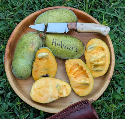 Asiminier - Halvin