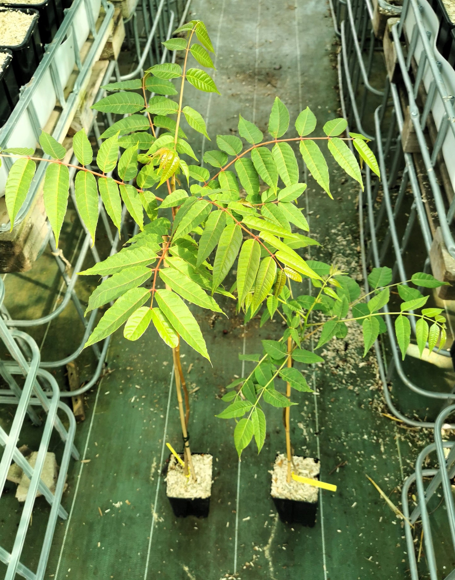Arbre à salade (Toona sinensis)