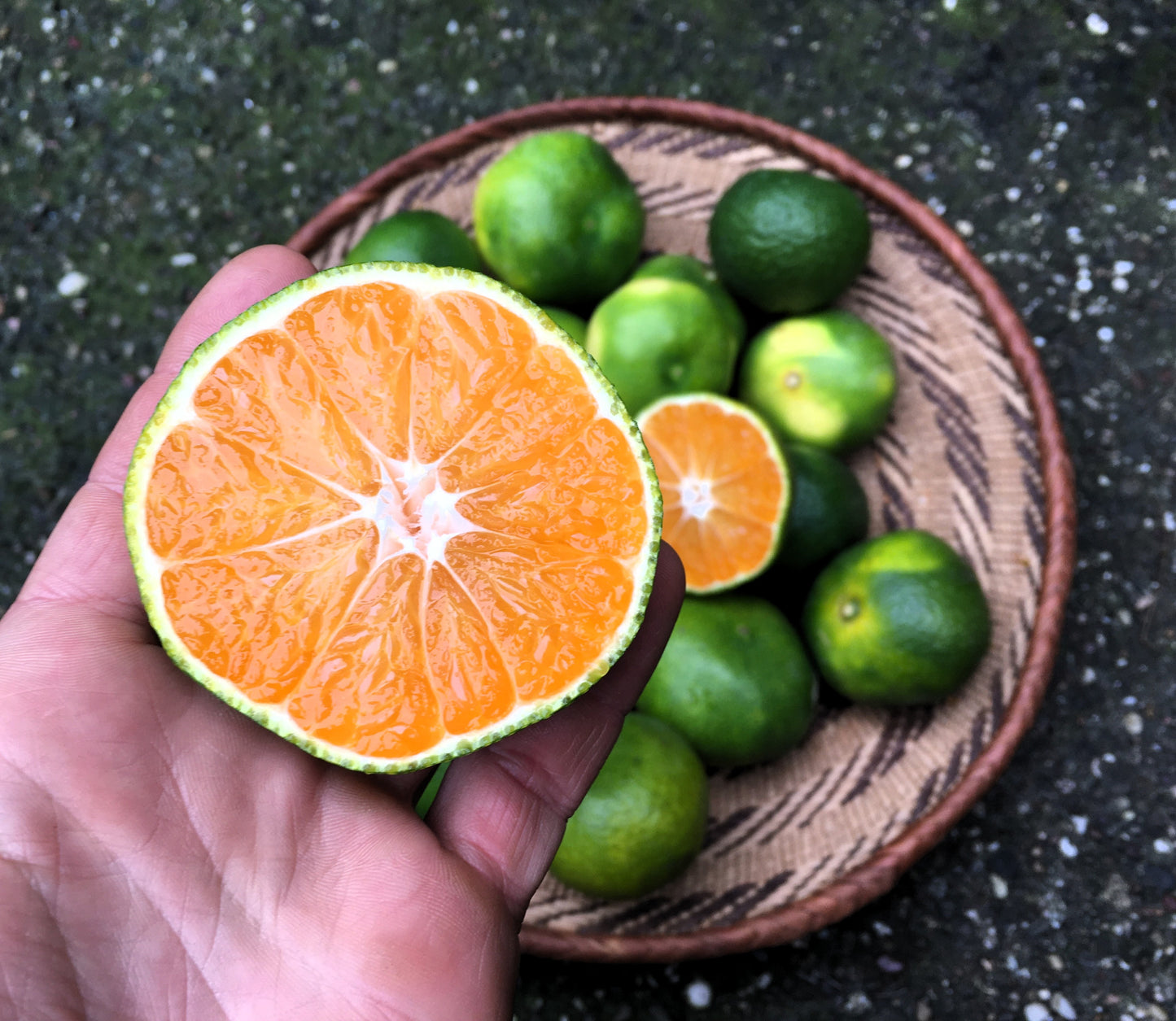 Agrume rustique - Satsuma Collot
