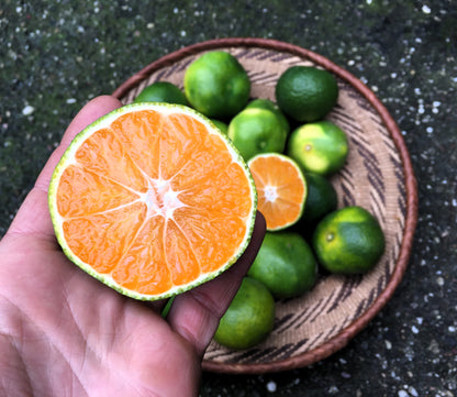 Agrume rustique - Satsuma Collot