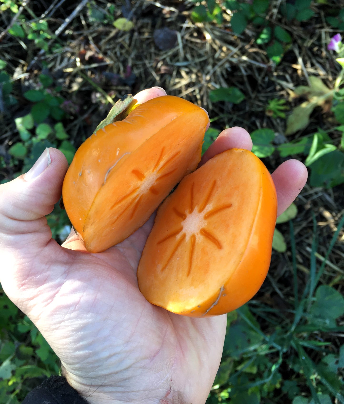 Kaki - Jiro
