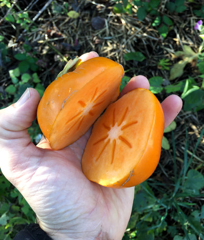 Kaki - Jiro