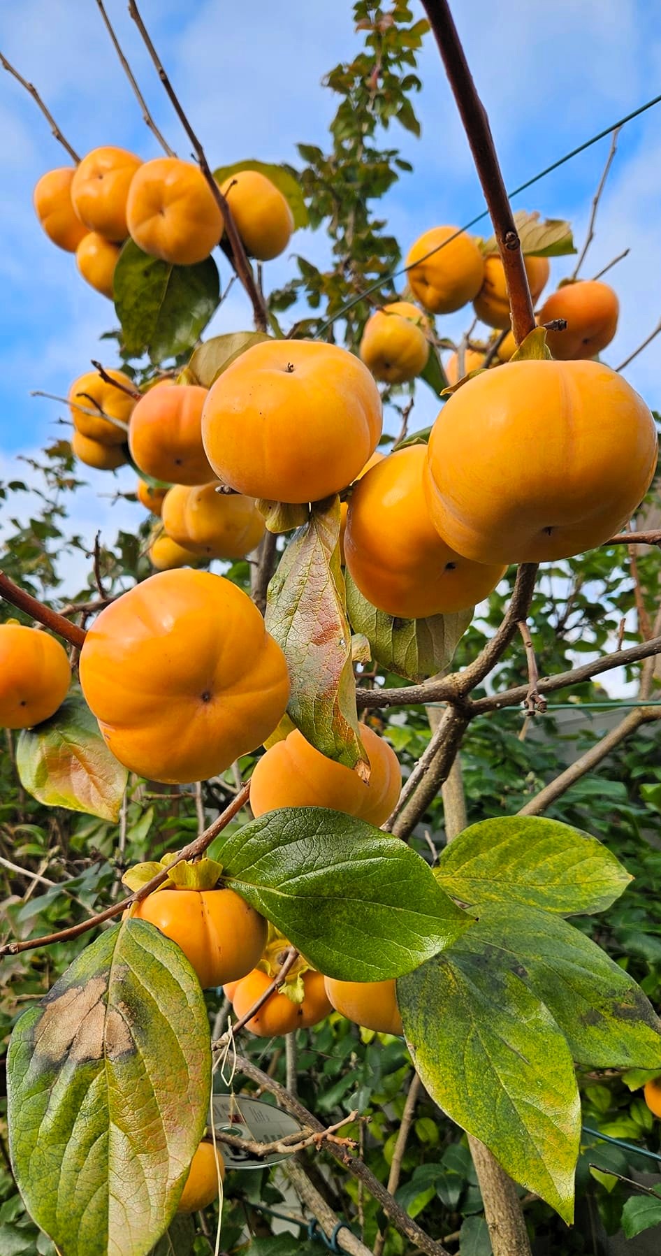 Kaki - Fuyu