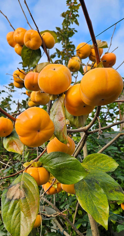 Kaki - Fuyu