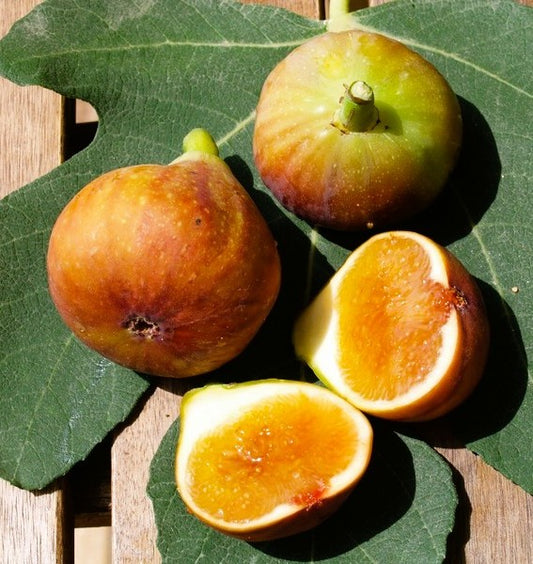 Figuier - Madeleine des 2 saisons