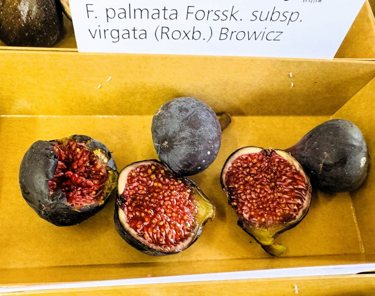Figuier - Palmata