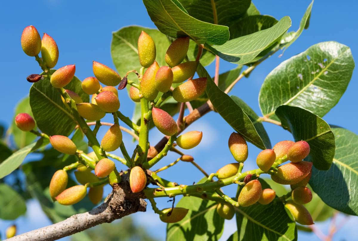 Pistachier - Kerman