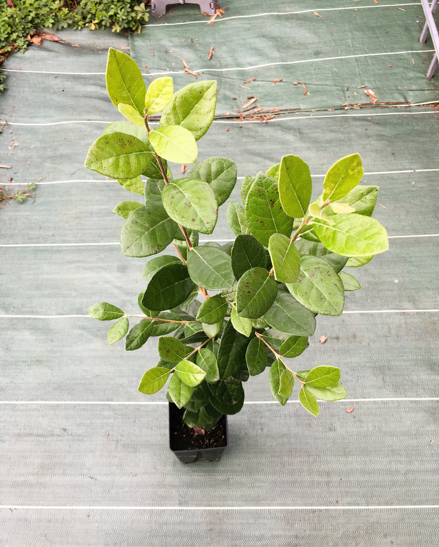 Feijoa de semis