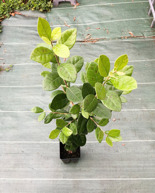 Feijoa de semis