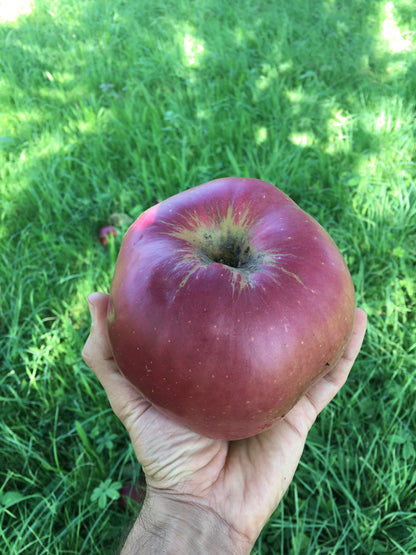 Pommier - Jumbo