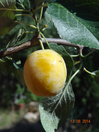 Prunier - Jaune de Pézenas