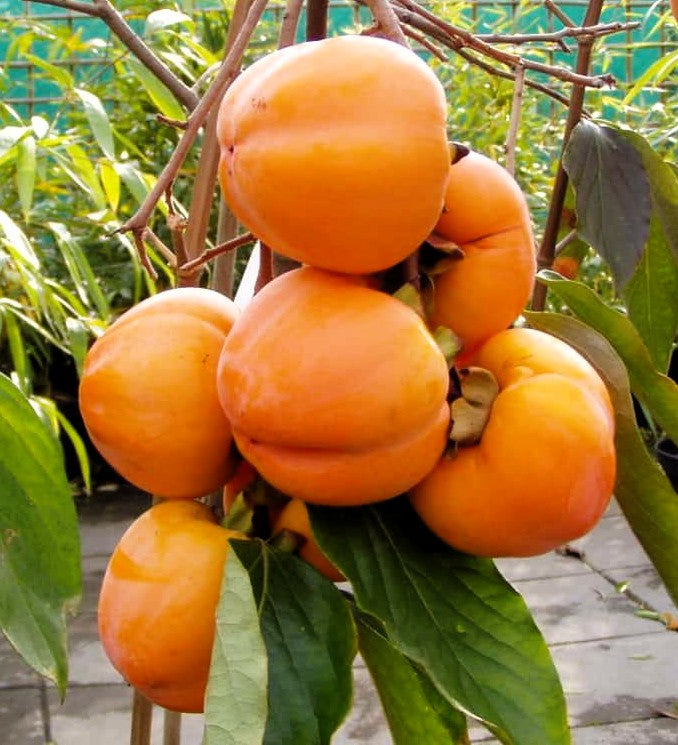 Kaki - Tam kam