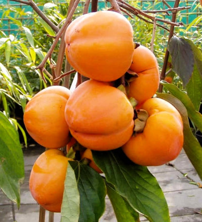 Kaki - Tam kam