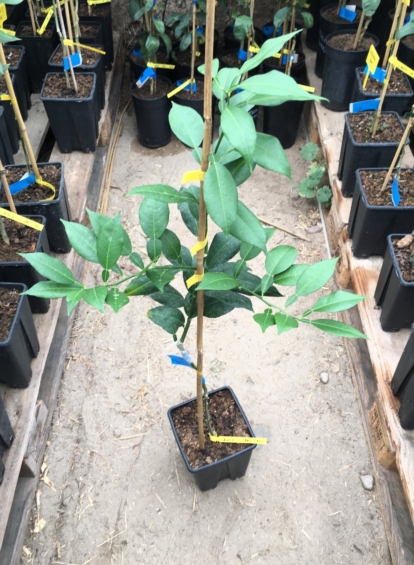 Agrume rustique - Yuzu n°3