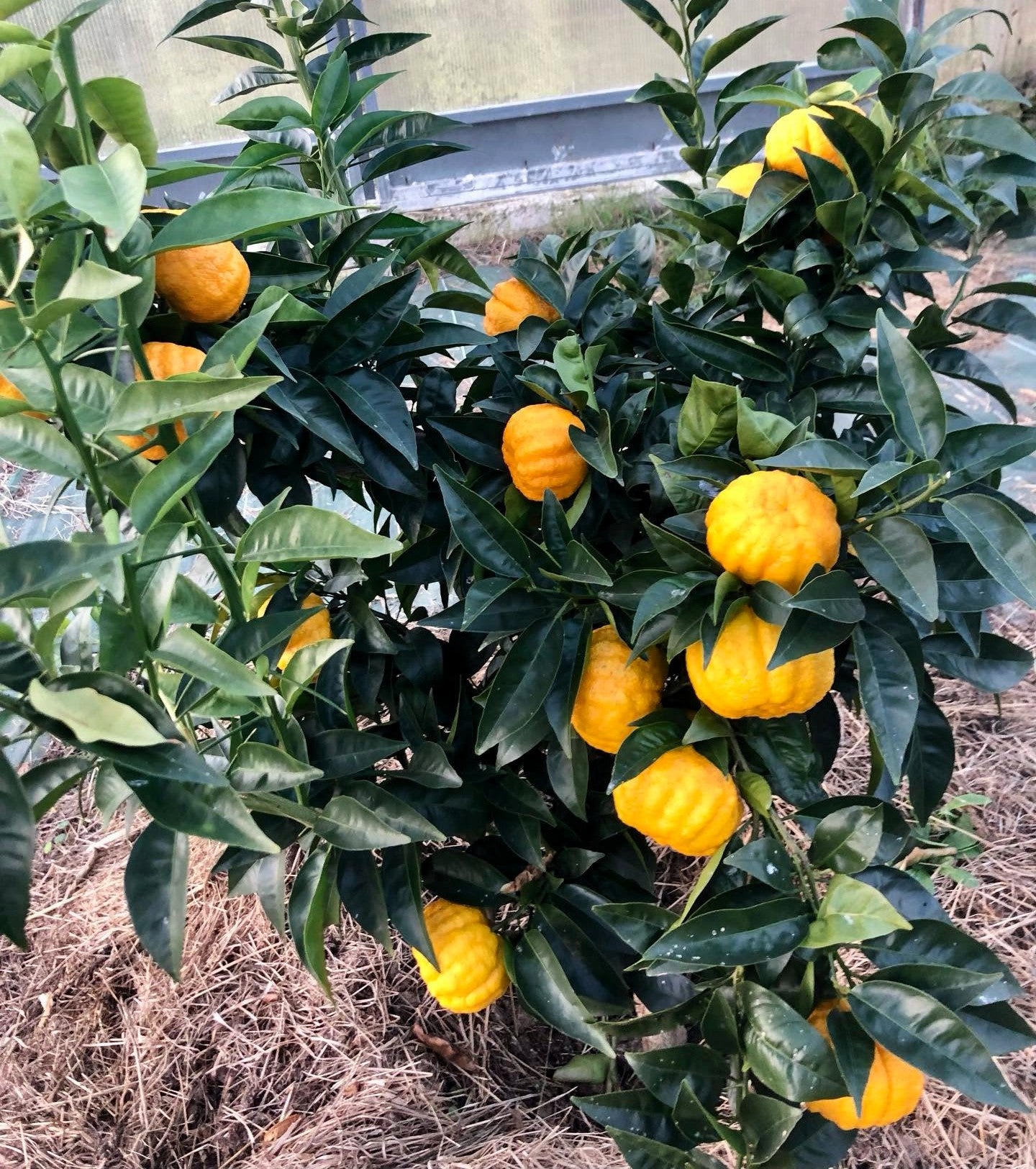 Agrume rustique - Yuzu n°30