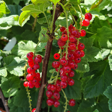 Groseillier - Variété des Jardins du Kindsgass