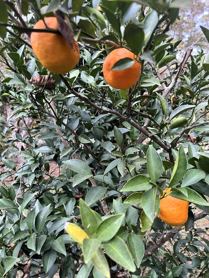 Agrume rustique - Mandarine Changsha