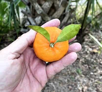 Agrume rustique - Mandarine Changsha