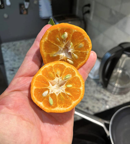 Agrume rustique - Mandarine Changsha