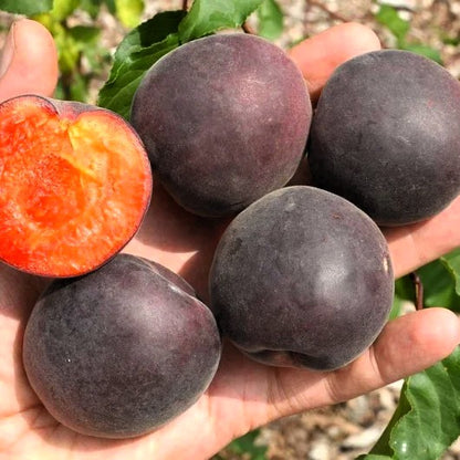 Pluot - Cierna mahrula (Abricotier noir)