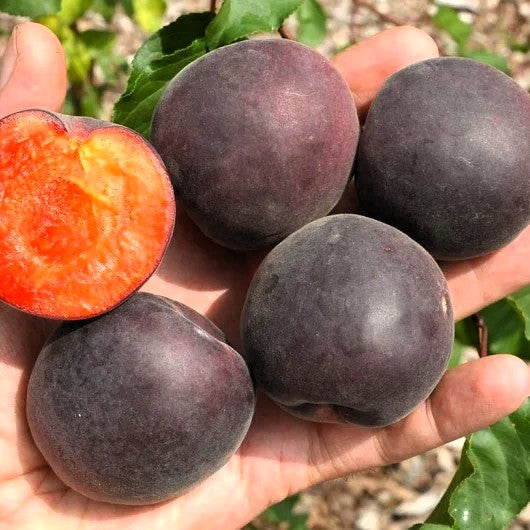 Pluot - Cierna mahrula (Abricotier noir)