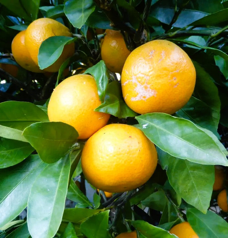 Agrume rustique - Satsuma Otidji