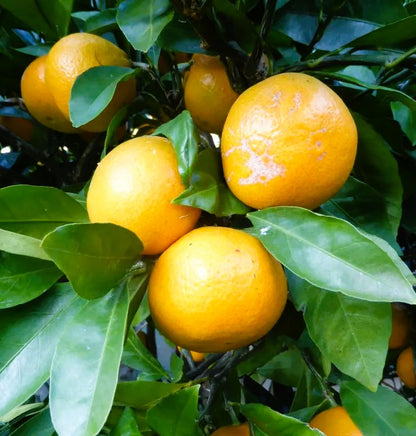 Agrume rustique - Satsuma Otidji