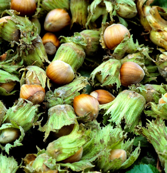 Noisetier à gros fruits - Merveille de Bollwiller