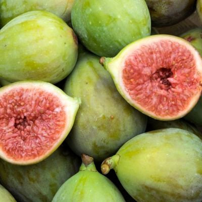 Figuier - Gustis ficcolino (nain)