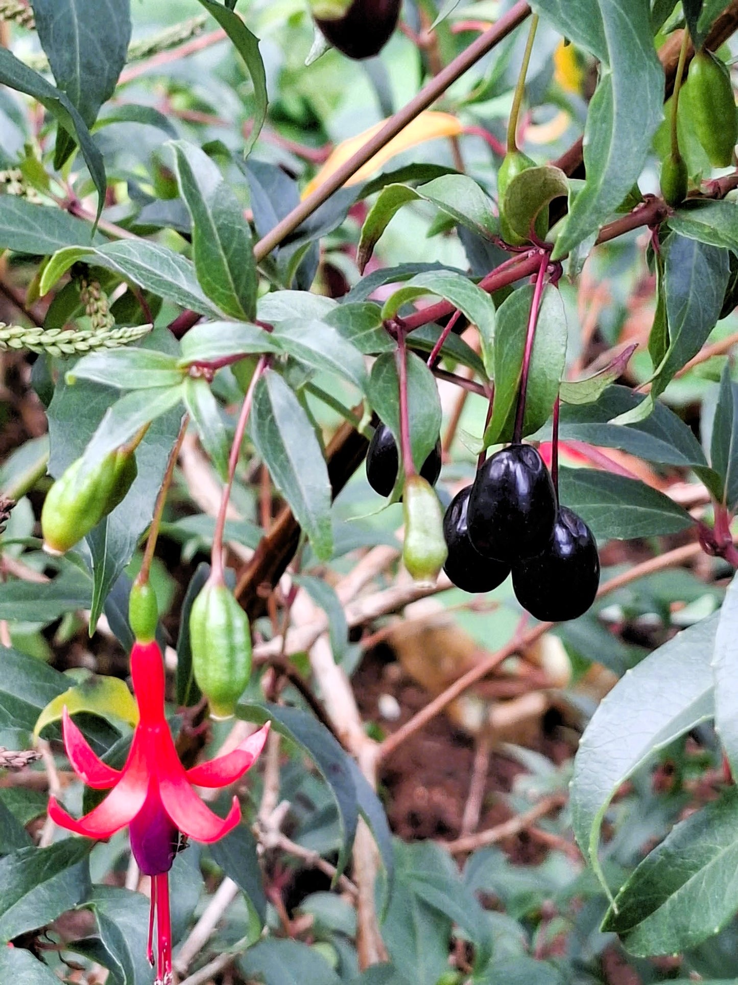 Fuchsia regia