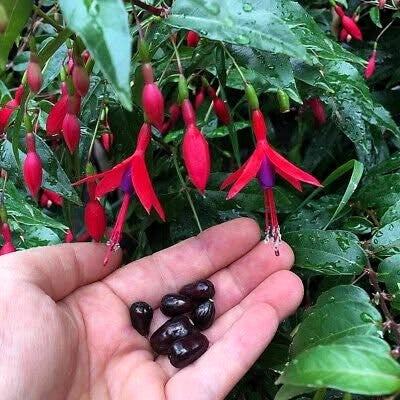 Fuchsia regia